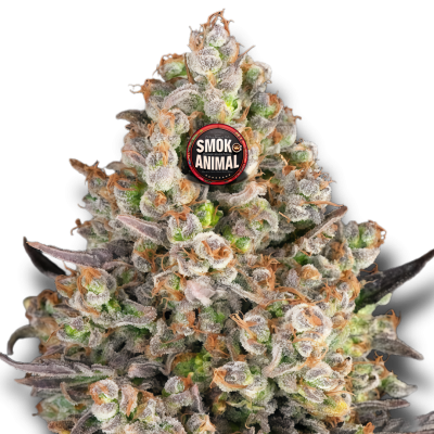 OG Kush Available at Smok Animal