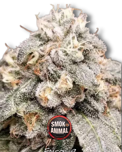 Falcon-9 Strain Available at Smok Animal