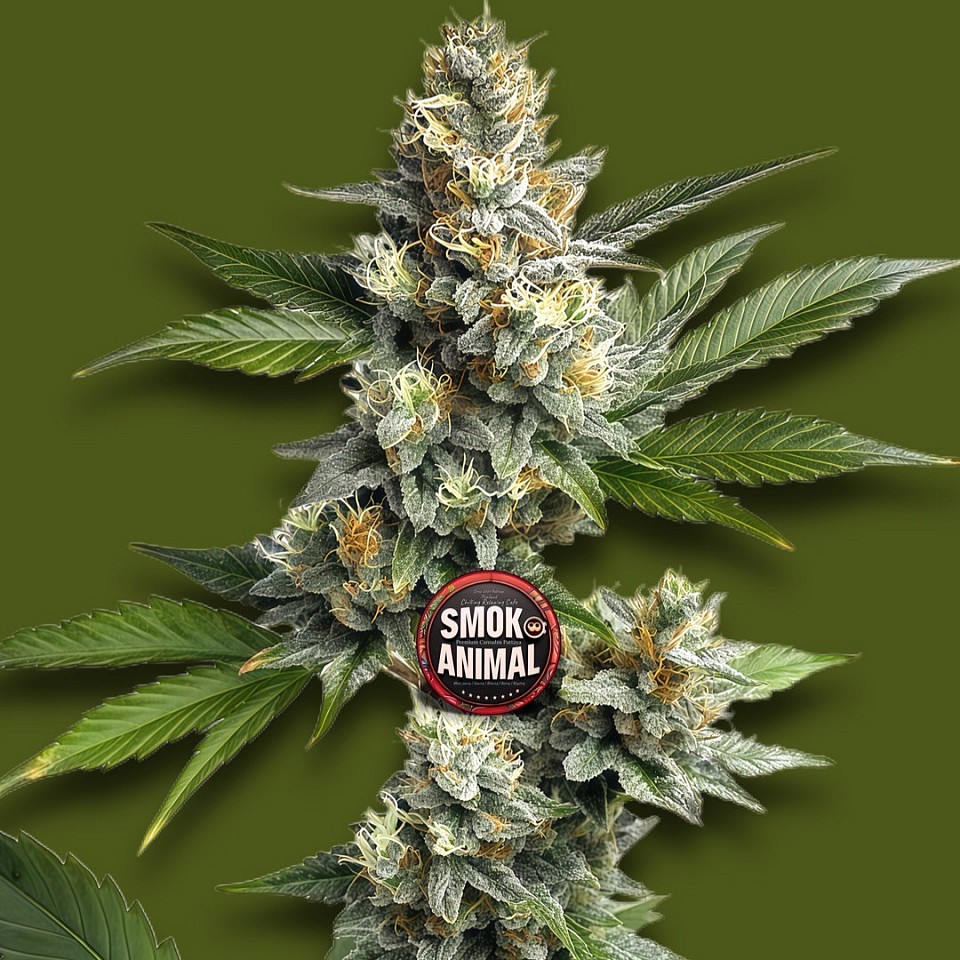 OG Kush Genetic | KUSH COMPANY