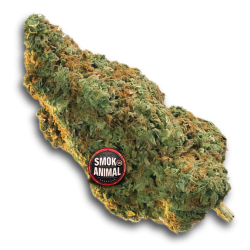 Og kush