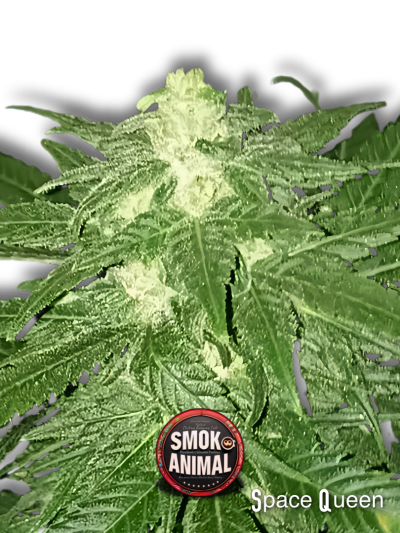 Space Queen Available at Smok Animal