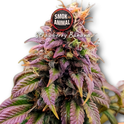 StrawberryBanana Available at Smok Animal