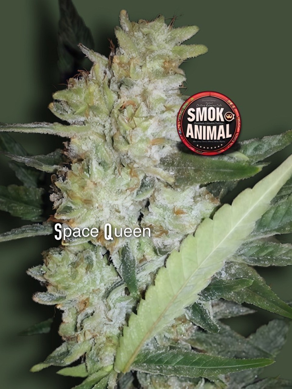 Space Queen | by Vic high.