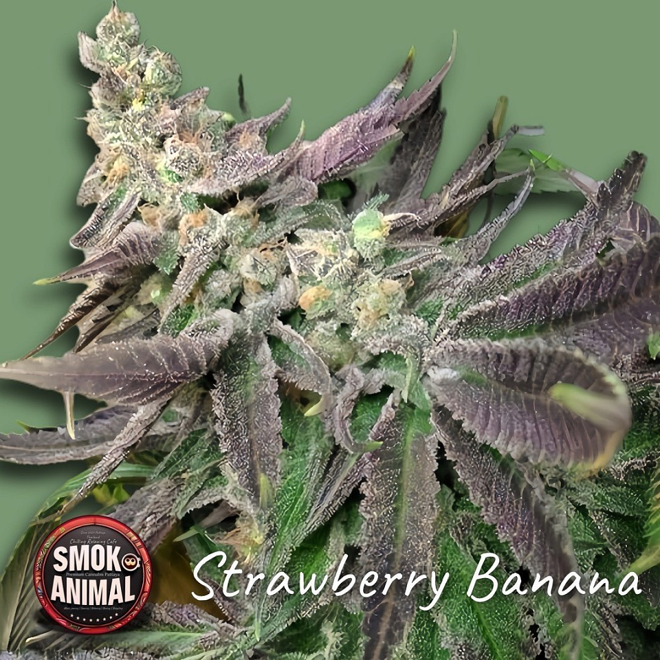 Strawberry Banana | by DNA Genetics