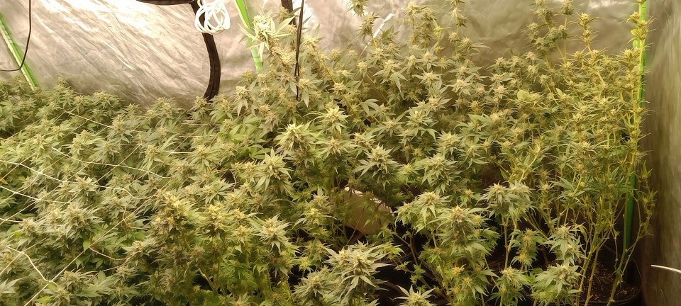 Cannabidose Garden years 2019