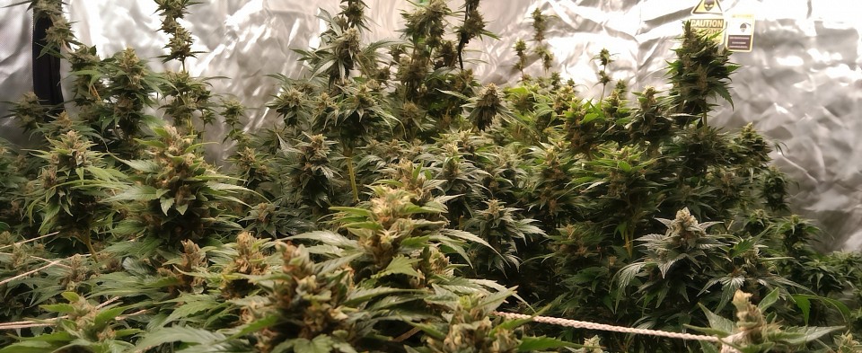 420SoulStoned Farm years 2020