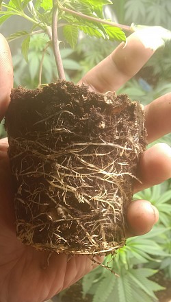 On The Roots