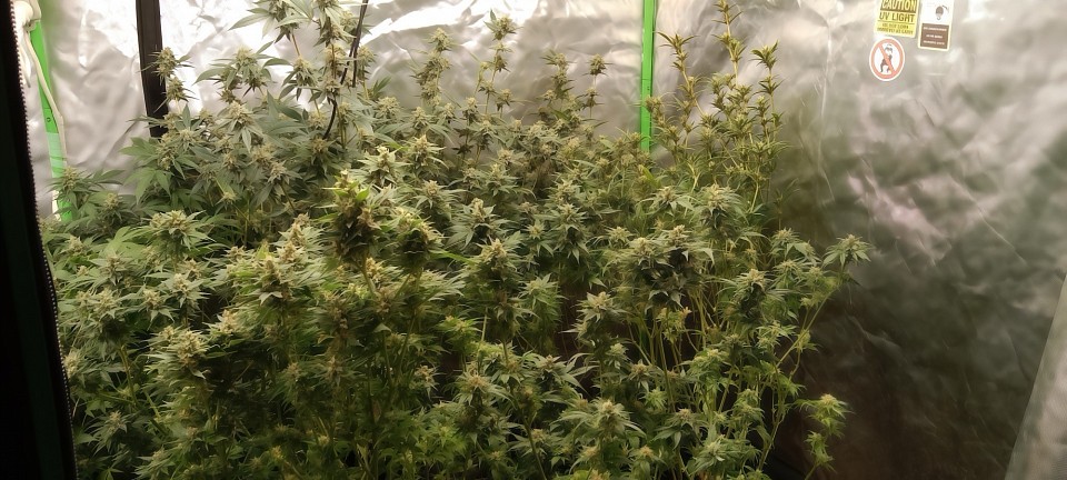 Cannabidose garden years 2019