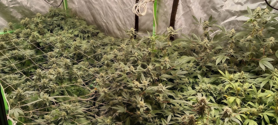 420SoulStoned Official years 2020