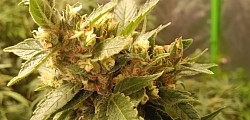 Lemon Haze